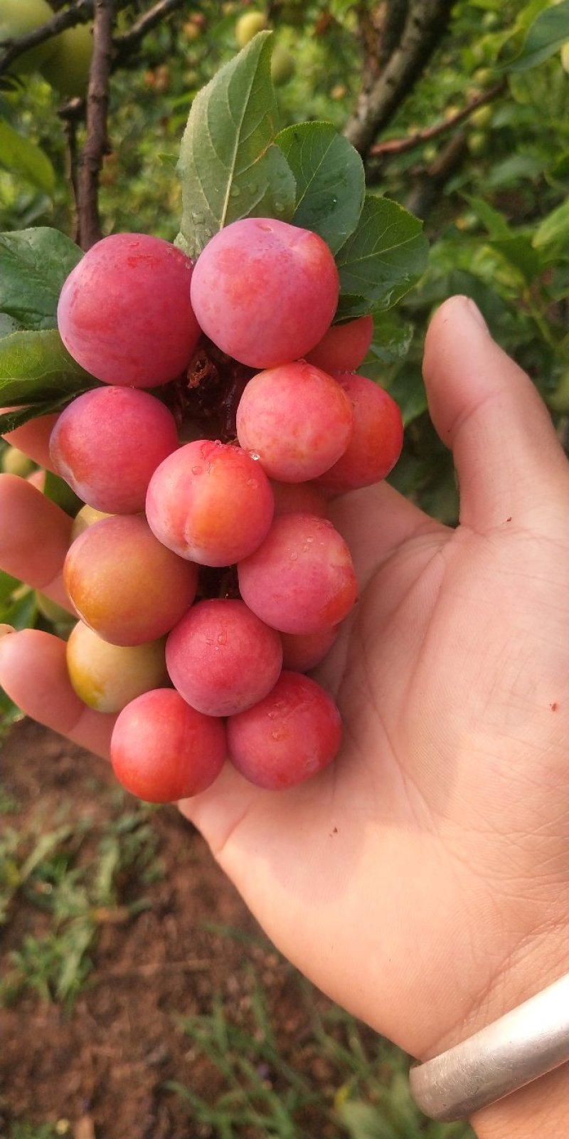 三月李红果（八成熟）