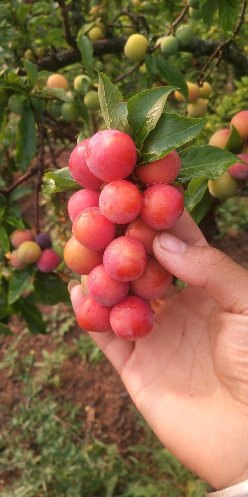 三月李红果（八成熟）