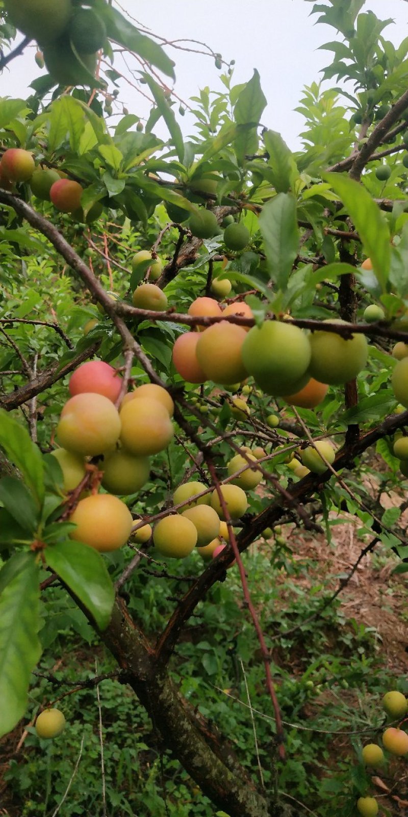 三月李红果（八成熟）