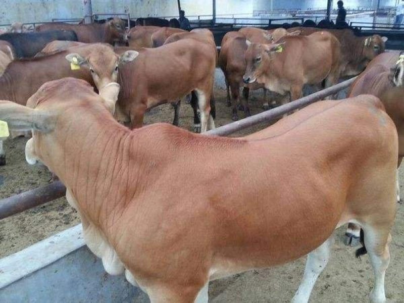 肉牛，养殖西门塔尔利木赞夏洛来三元杂交改良牛，