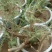 黑枸杞盆栽大树产地直销，适合南北方种植。