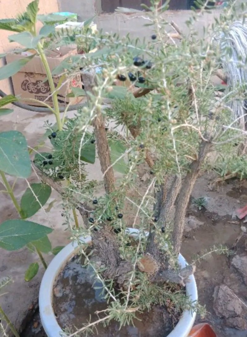 黑枸杞盆栽大树产地直销，适合南北方种植。
