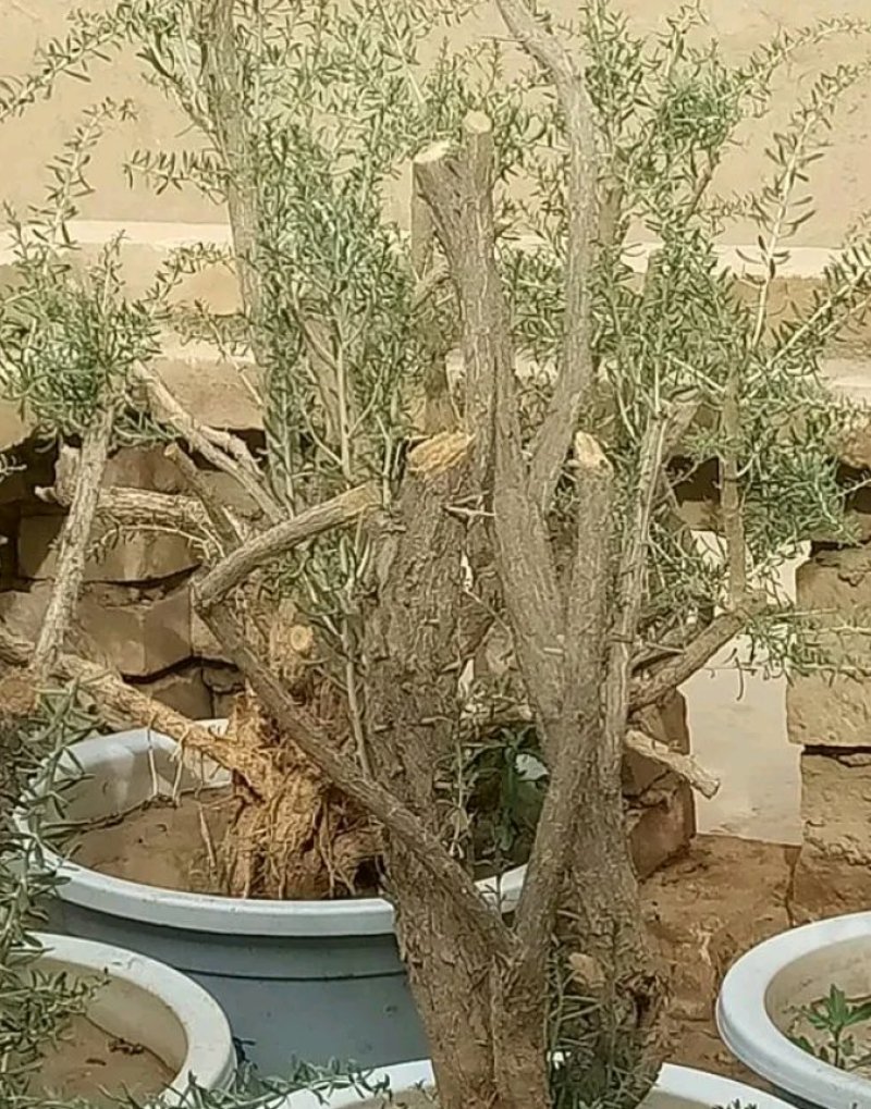 黑枸杞盆栽大树产地直销，适合南北方种植。