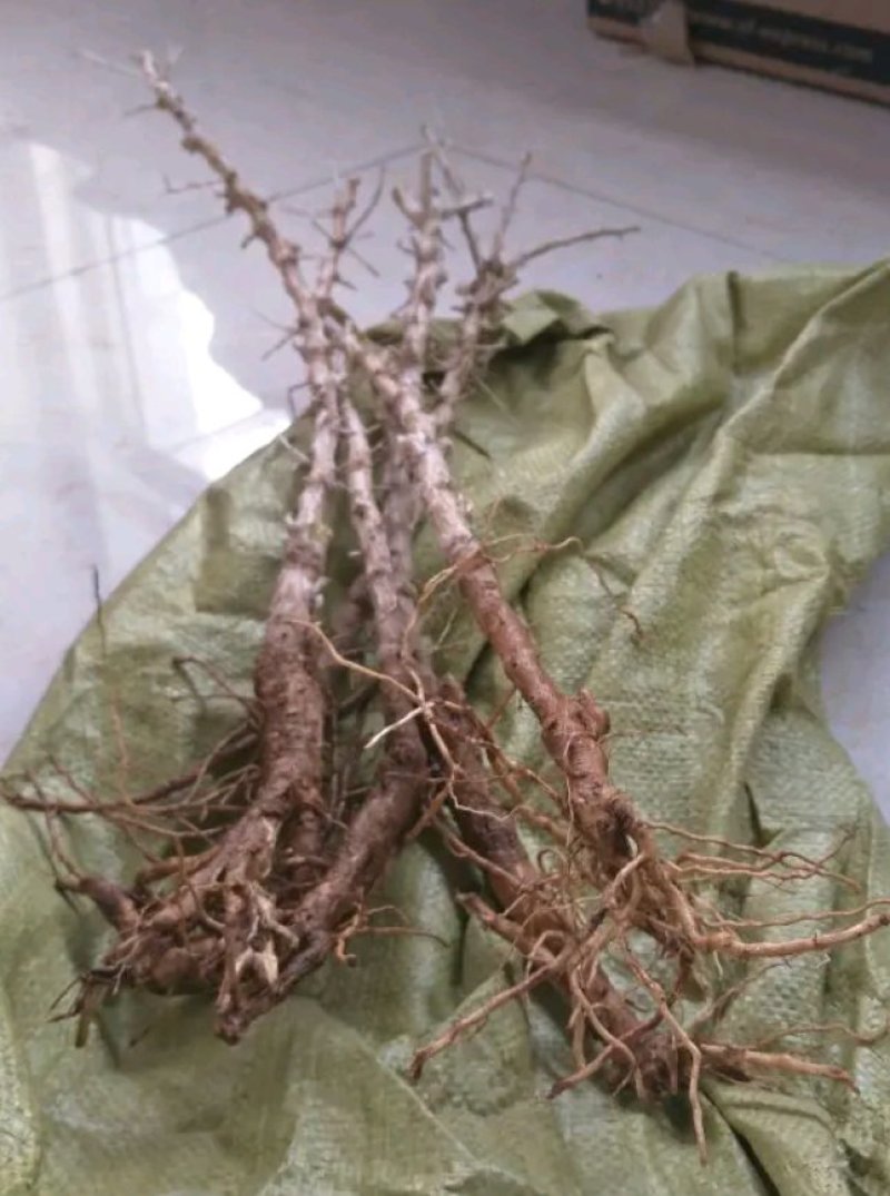 黑枸杞盆栽大树产地直销，适合南北方种植。