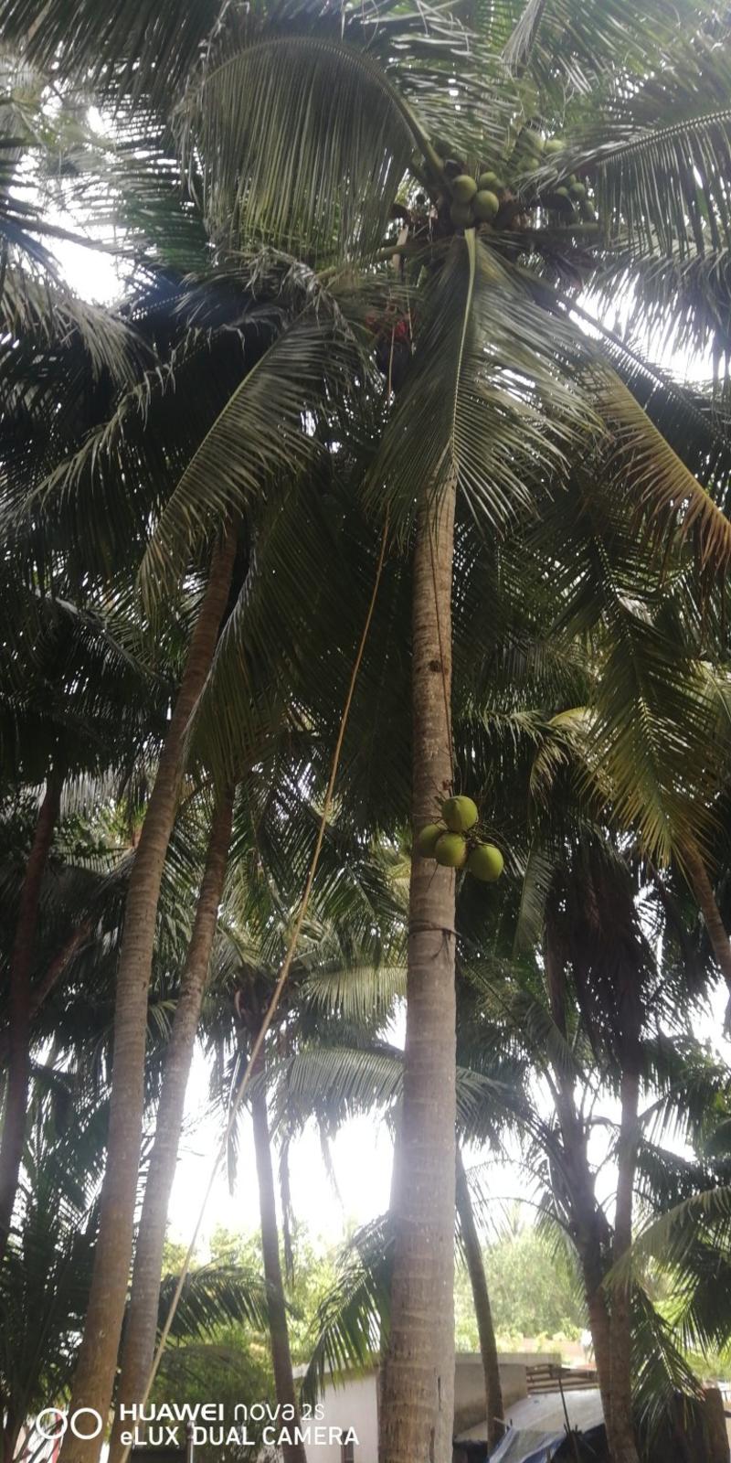 天然带皮椰青，天然水。包邮当季新鲜椰子。