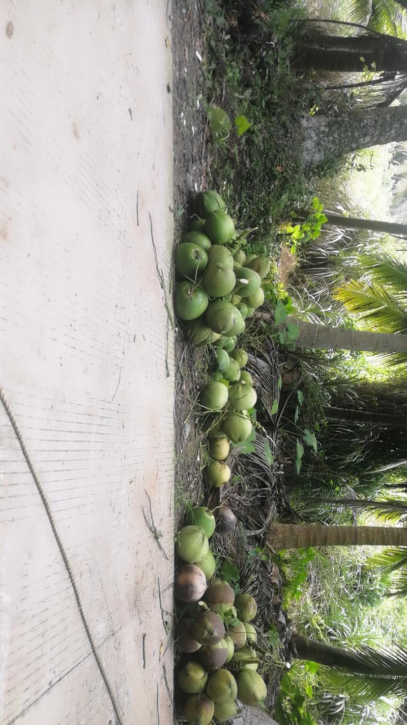 天然带皮椰青，天然水。包邮当季新鲜椰子。