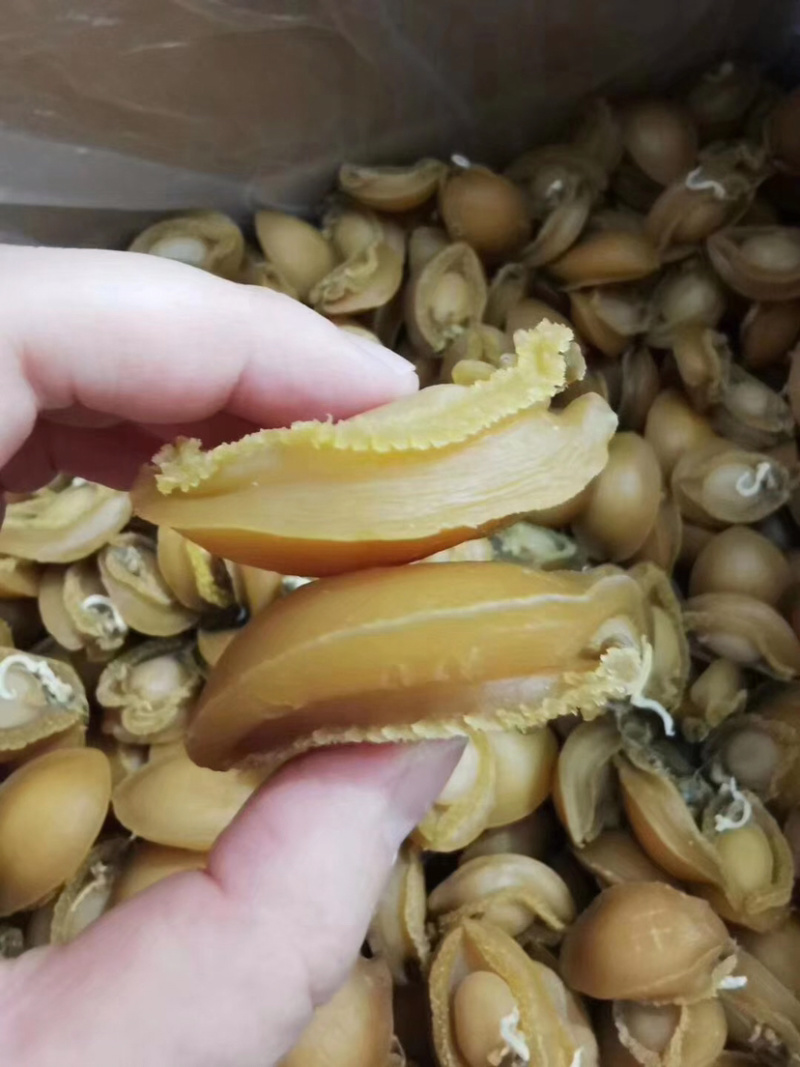 A货30头大连鲍鱼批发产地直销