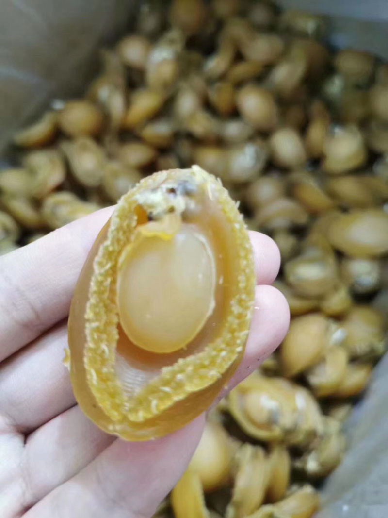 A货30头大连鲍鱼批发产地直销
