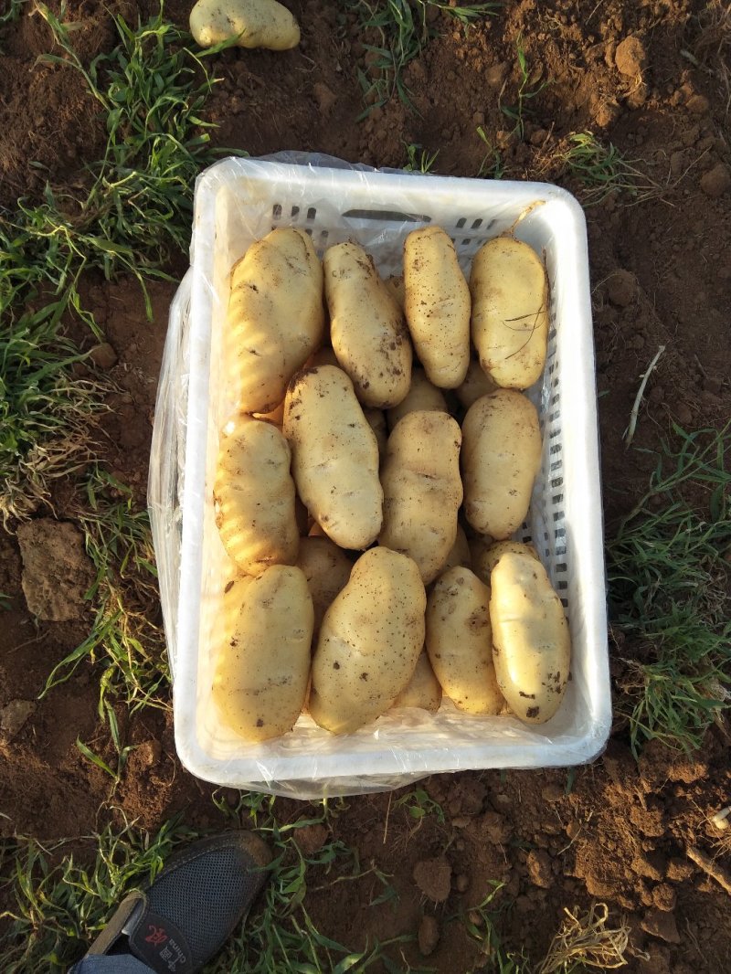 土豆山东土豆新土豆大量供应货源充足