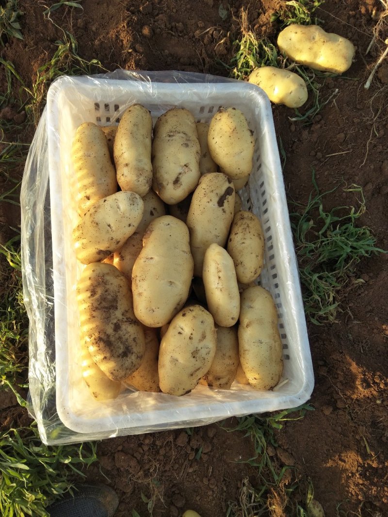 土豆山东土豆新土豆大量供应货源充足