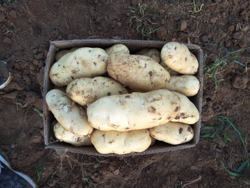 土豆山东土豆新土豆大量供应货源充足