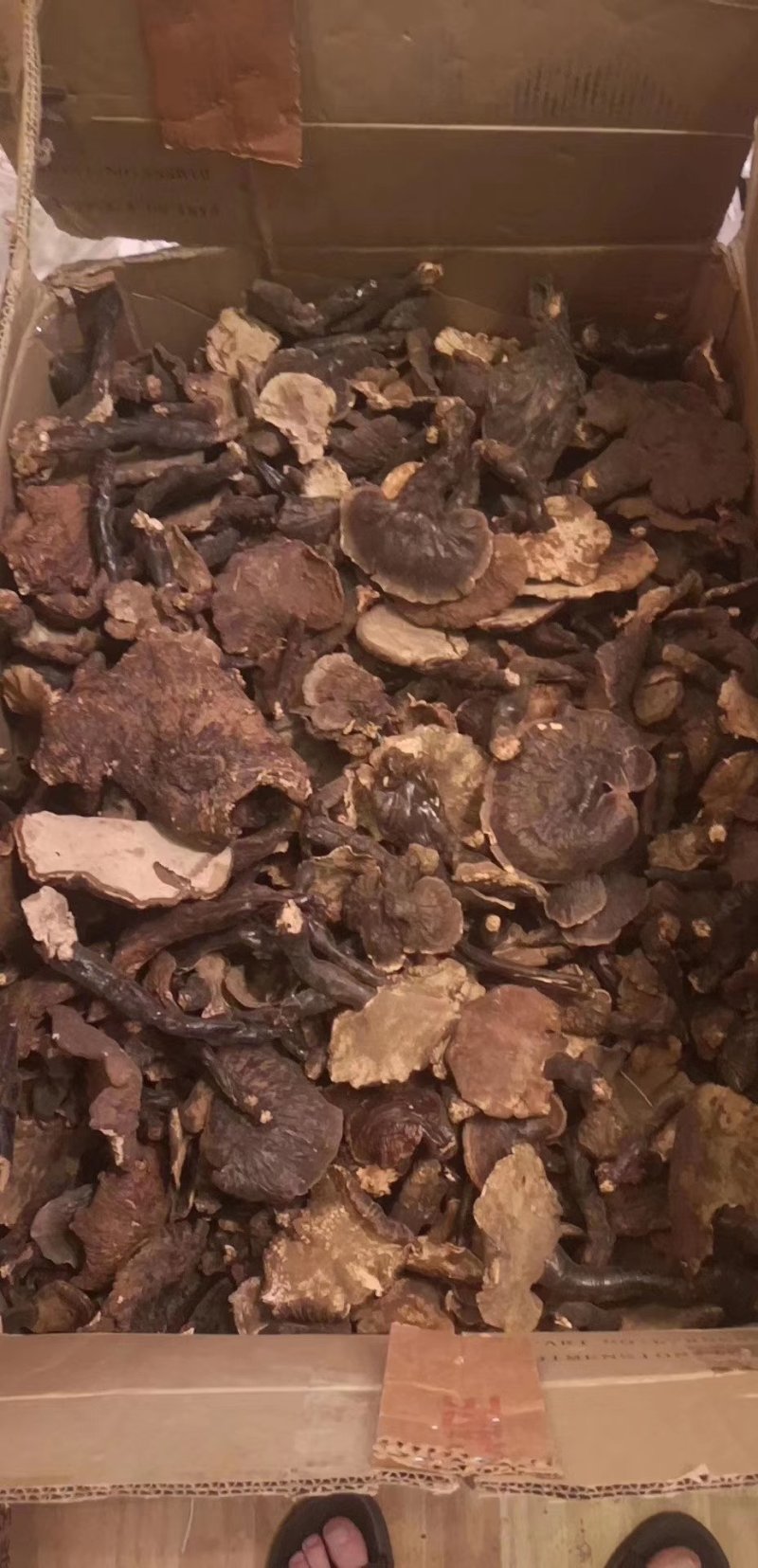 西藏山崖灵芝产地直发质量保证一手货源价格美丽