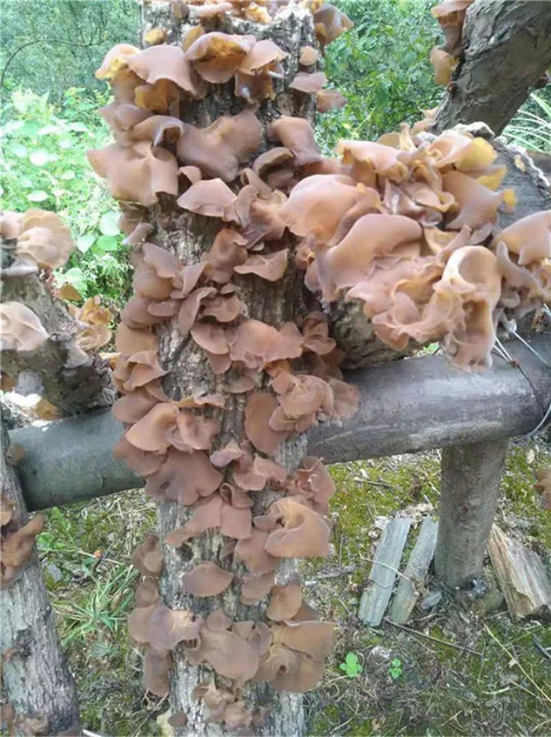 陕南特产黑木耳深山椴木木耳干货纯桦梨树耳子
