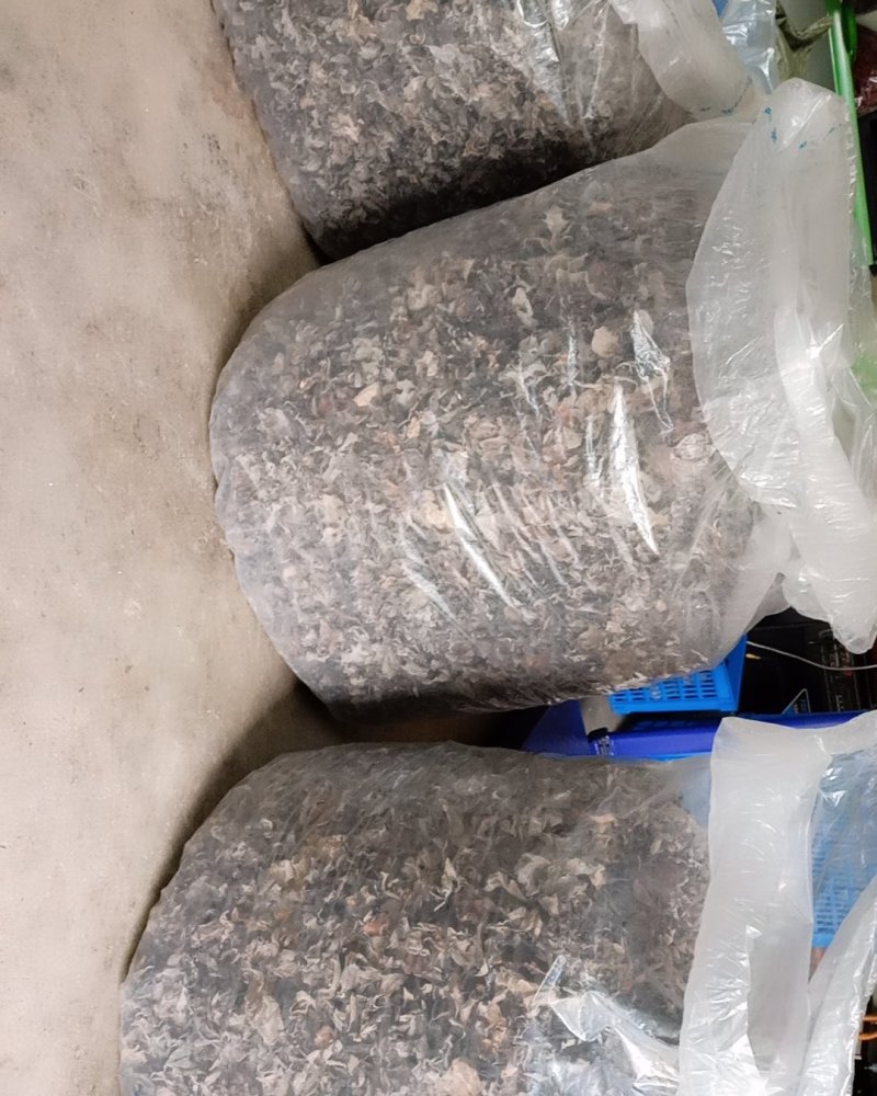 陕南特产黑木耳深山椴木木耳干货纯桦梨树耳子