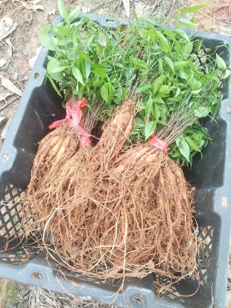 小叶牛大力种苗中叶牛大力种苗