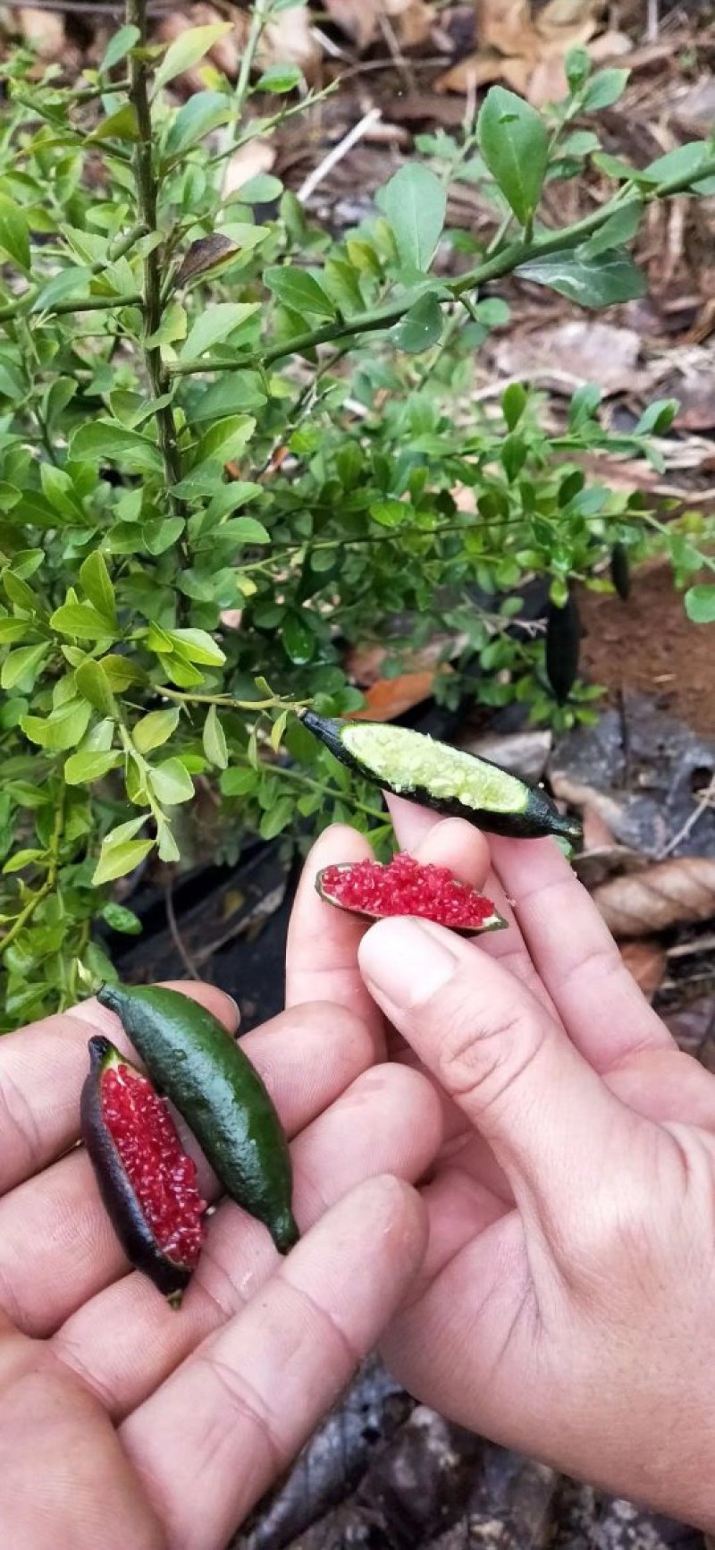 手指柠檬澳洲手指柠檬苗柠檬苗鱼蛋柠檬苗