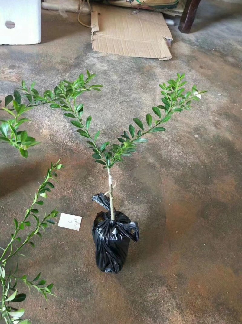 手指柠檬澳洲手指柠檬苗柠檬苗鱼蛋柠檬苗