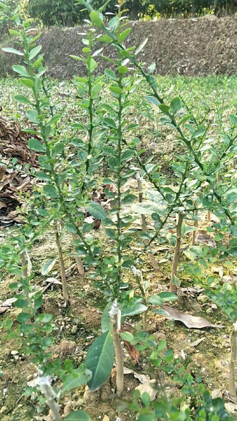 手指柠檬澳洲手指柠檬苗柠檬苗鱼蛋柠檬苗