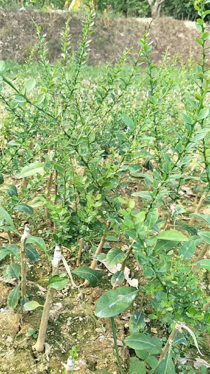 手指柠檬澳洲手指柠檬苗柠檬苗鱼蛋柠檬苗