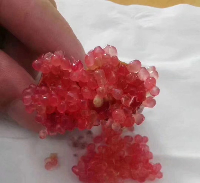 手指柠檬澳洲手指柠檬苗柠檬苗鱼蛋柠檬苗