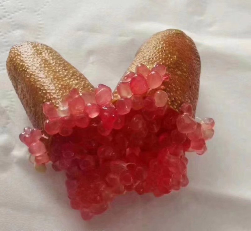 手指柠檬澳洲手指柠檬苗柠檬苗鱼蛋柠檬苗