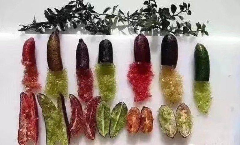 手指柠檬澳洲手指柠檬苗柠檬苗鱼蛋柠檬苗