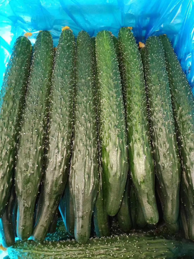 邯郸蔬菜