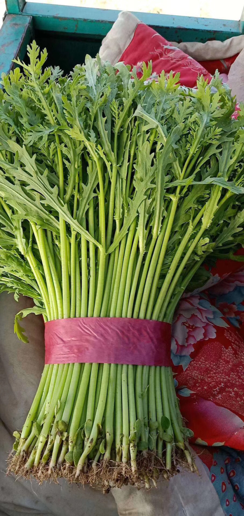 邯郸蔬菜