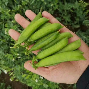 豌豆大量上市。电商美团。供应超市，走市场加工厂。