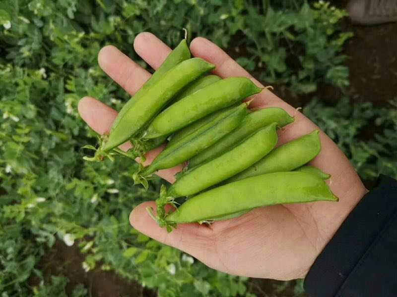 豌豆大量上市。电商美团。供应超市，走市场加工厂。