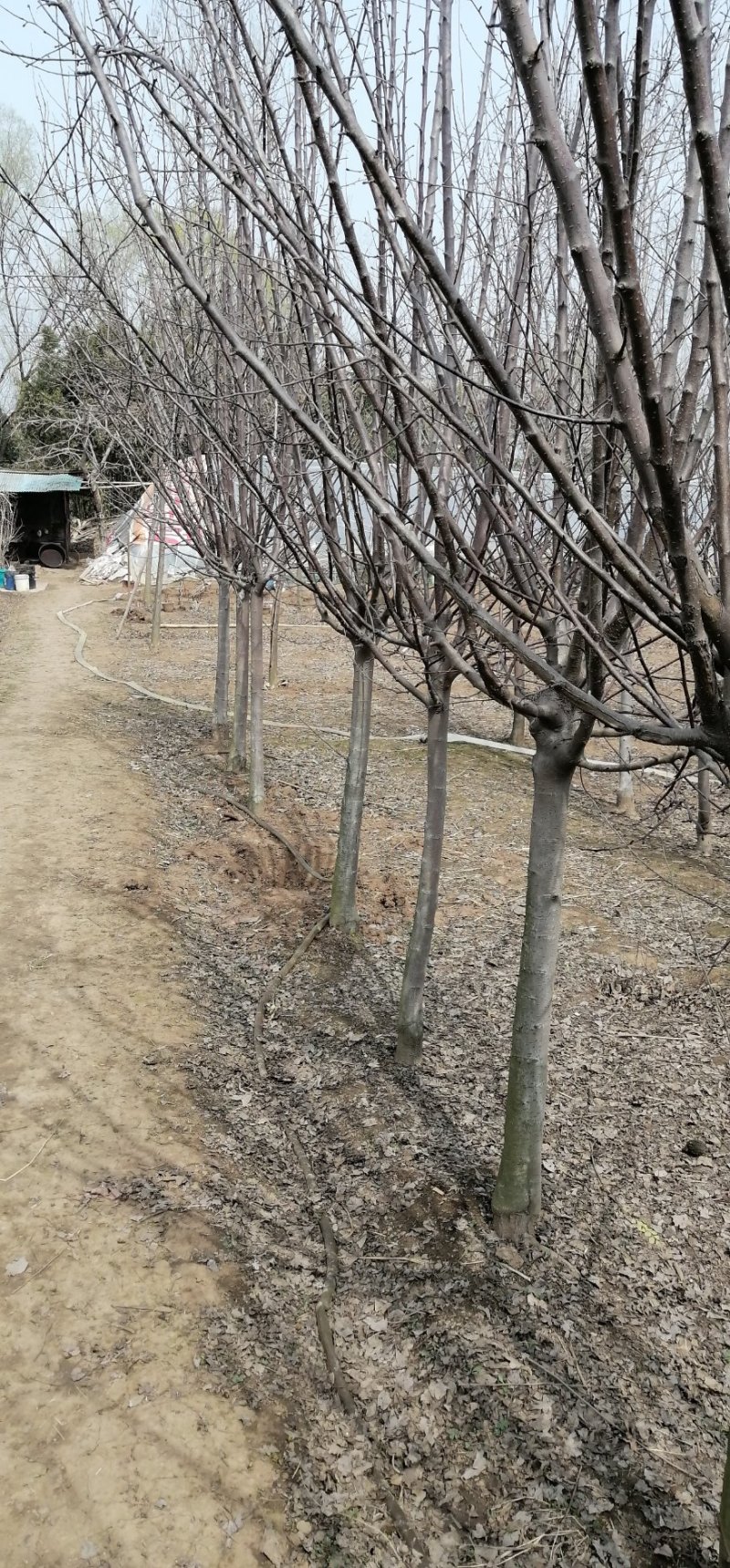 大量出售紫叶李，4-6公分