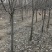 大量出售紫叶李，4-6公分