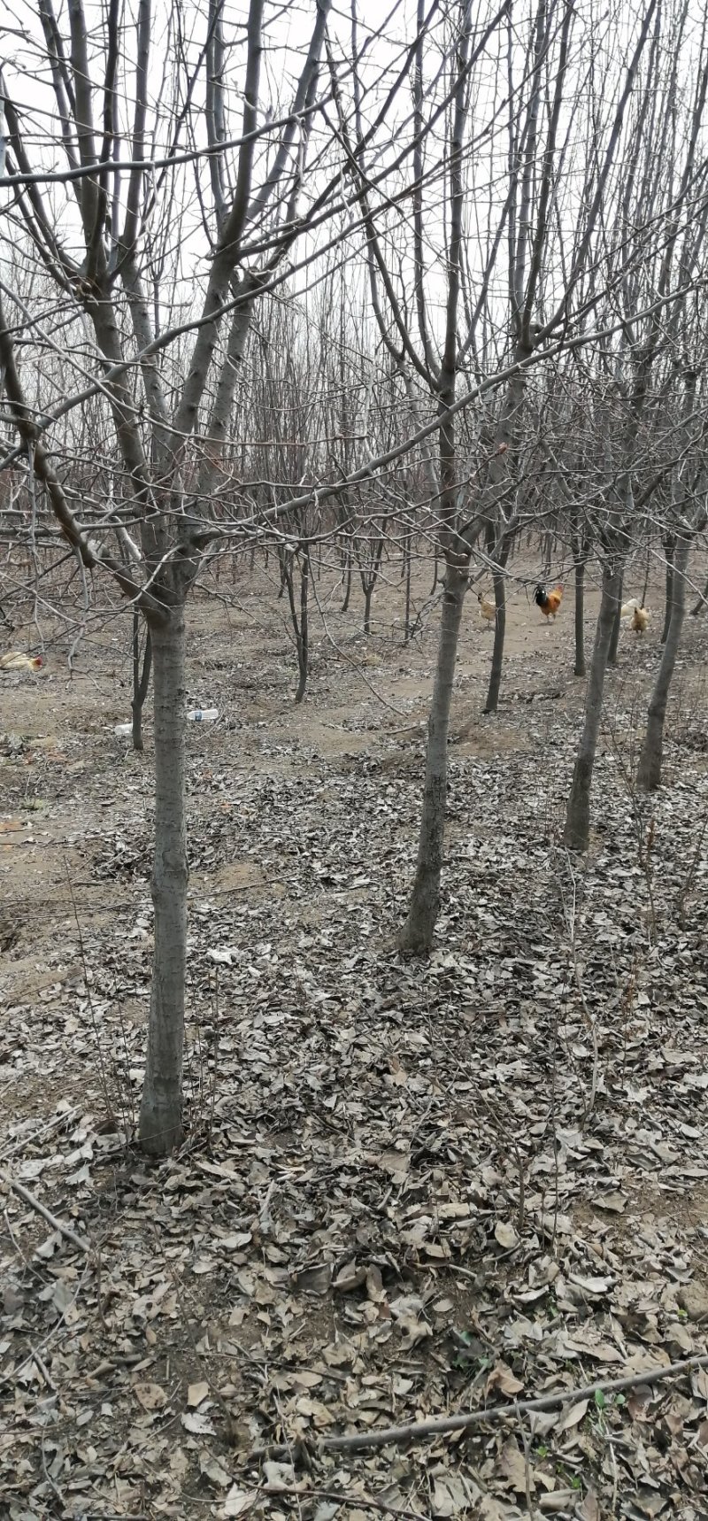 大量出售紫叶李，4-6公分