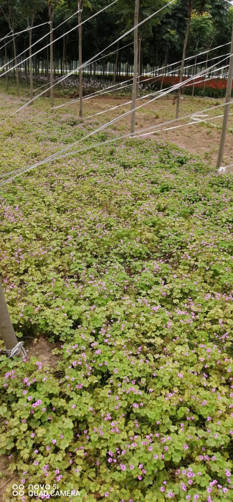 红花醡浆草紫叶醡浆草价格优惠