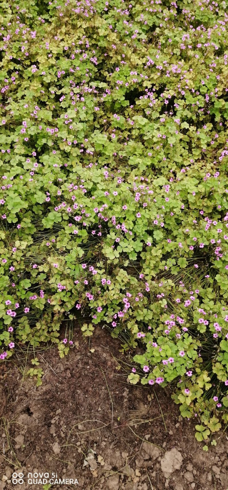 红花醡浆草紫叶醡浆草价格优惠