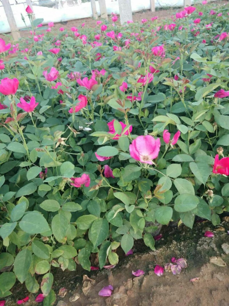 丰花月季丰花月季批发低价格基地直供各种绿化苗木