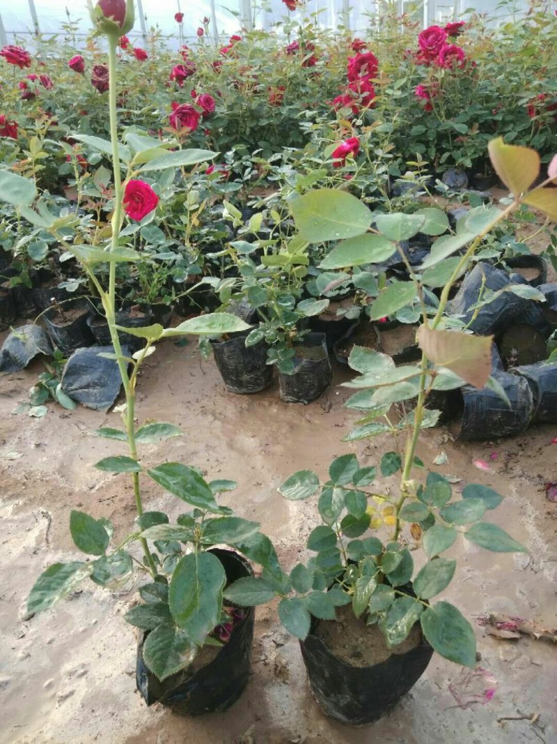 丰花月季丰花月季批发低价格基地直供各种绿化苗木