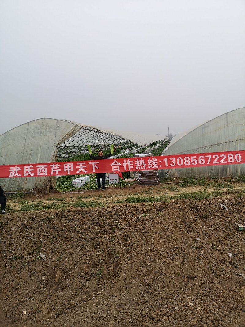 产地芹菜大颗西芹条形好色泽艳24小时视频看货