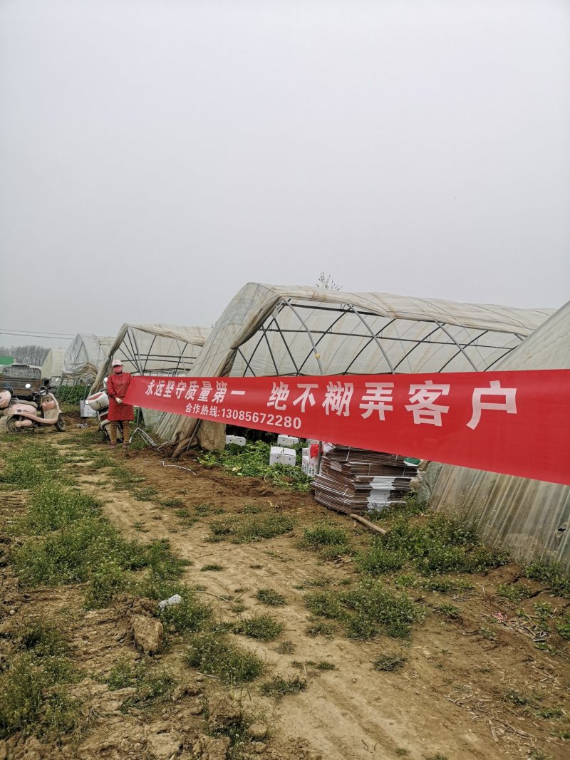 产地芹菜大颗西芹条形好色泽艳24小时视频看货