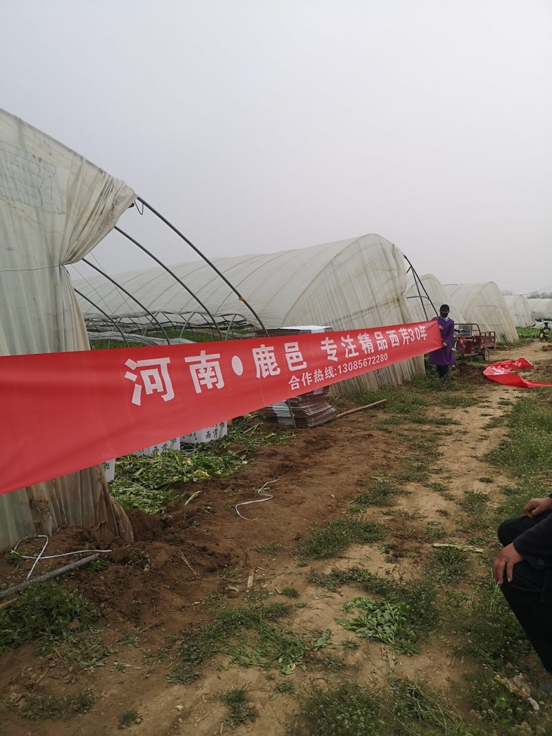 产地芹菜大颗西芹条形好色泽艳24小时视频看货