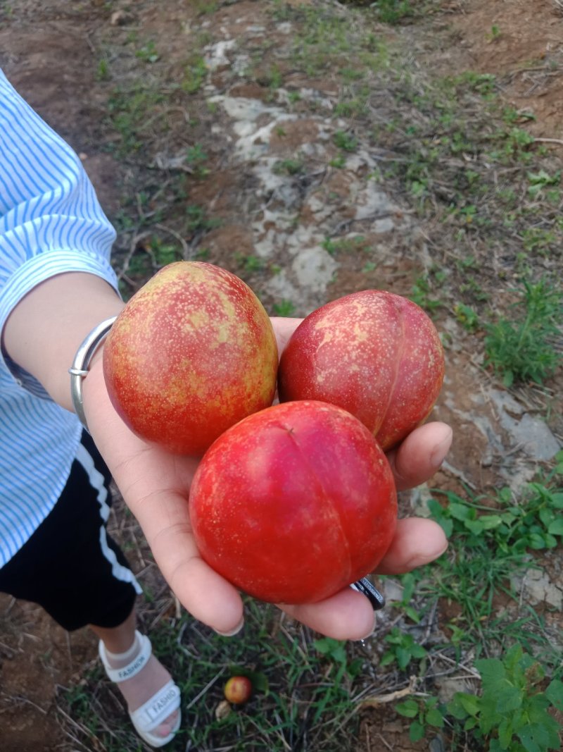 精品中油4号，中油基地，量大，产地直销，口感甜，色泽好看