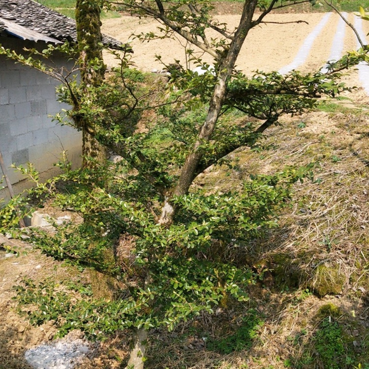 黄楊木 刻 根木台(K-HA524) 黄楊木 刻 根木台(K-HA524)
