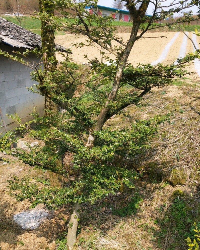 黄杨木