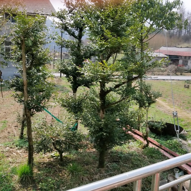 黄楊木 刻 根木台(K-HA524) 黄杨木批发]出售湖北高山小叶黄杨木价格12000.00元/吨- 一亩田