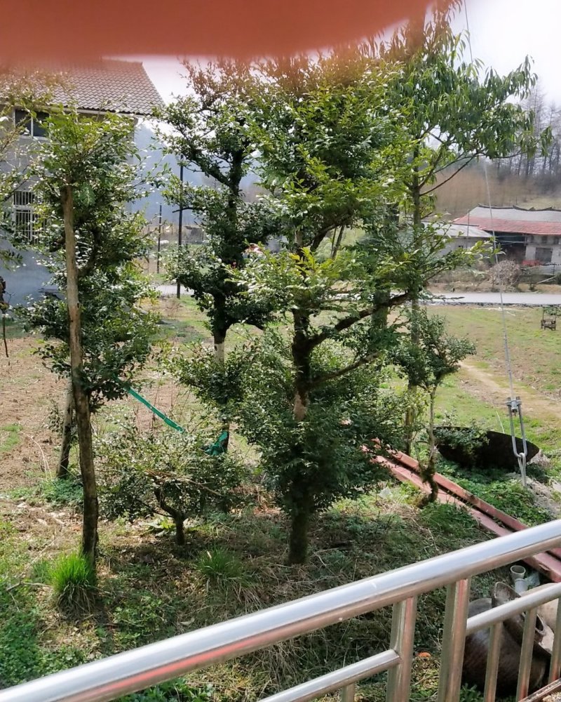 黄杨木