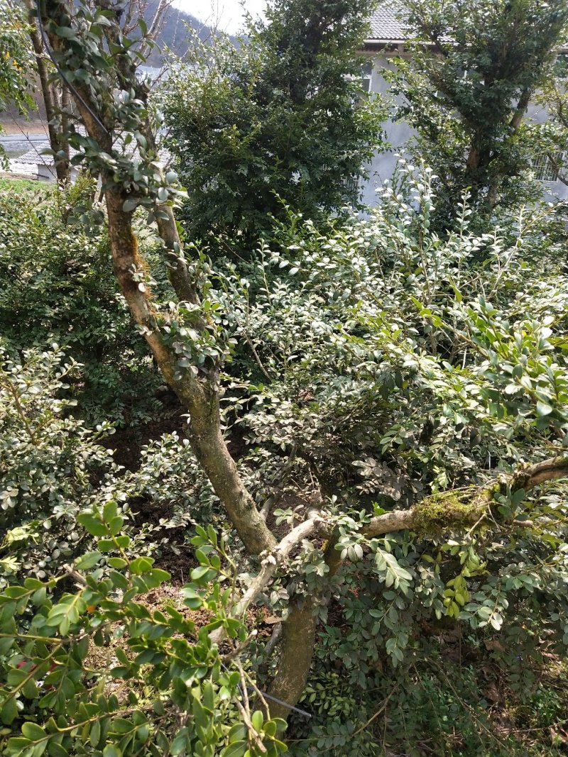 黄杨木