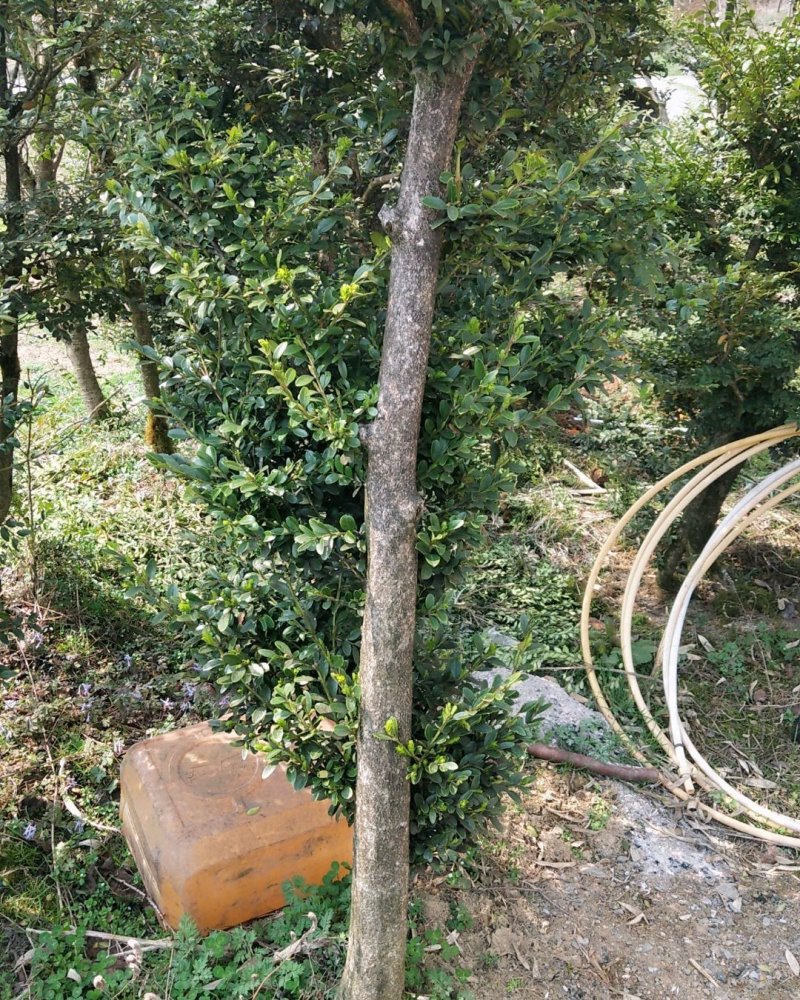 黄杨木