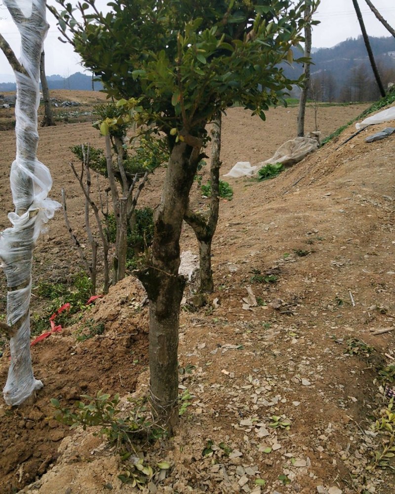 黄杨木