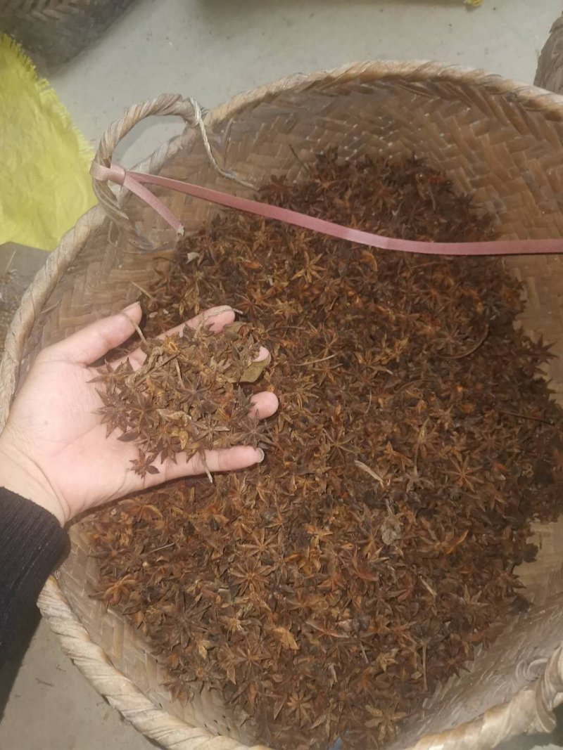桂皮开收欢迎老板来我村长期收购