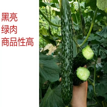 大棚精品黄瓜顶花带刺新鲜货河南安阳产地直供，量大从优